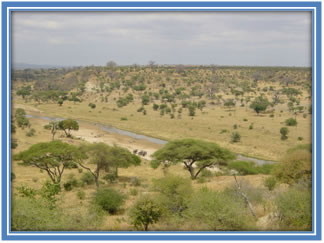 Sawanna w  Tanzanii