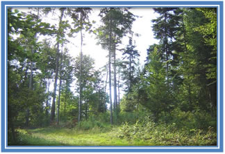 Las mieszany w  Polsce
