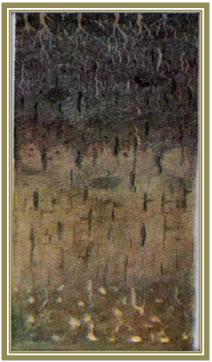Szara gleba leśno-łąkowa, wytworzona z gliny pylastej