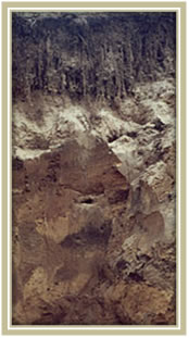 Profil glebowy