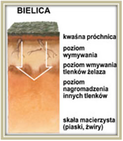 Bielica