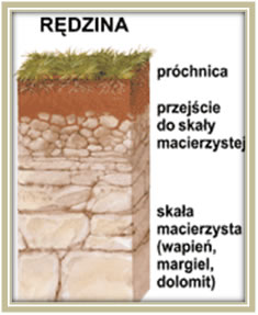 Rędzina