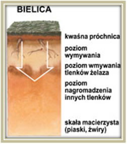 Bielica