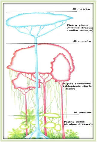 Trzy główne piętra afrykańskiego lasu tropikalnego