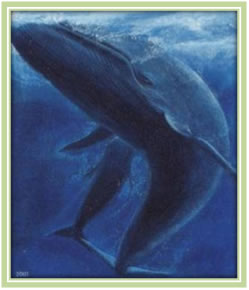 Płetwal błękitny