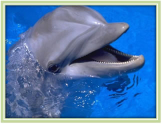 Delfin