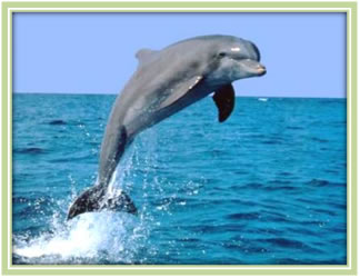 Delfin