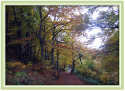 Las  strefy umiarkowanej: las liściasty latem i jesienią