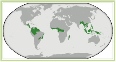 Występowanie lasów równikowych