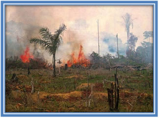 http://ziemianarozdrozu.pl/i/upload/paliwa-i-emisje-co2/wylesianie.jpg